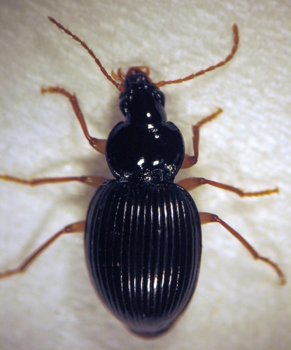 Meonochilus