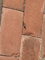 Libytheana carinenta