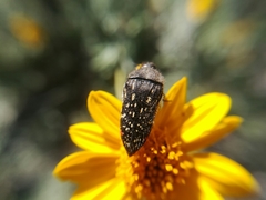 Acmaeodera venusta
