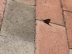 Libytheana carinenta