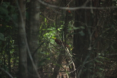 Cardinalis cardinalis image
