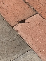 Libytheana carinenta