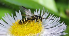 Sapyga centrata