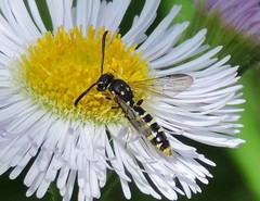 Sapyga centrata