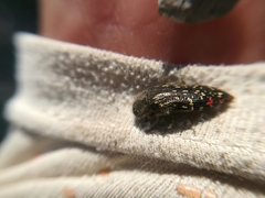 Acmaeodera venusta