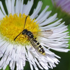 Sapyga centrata