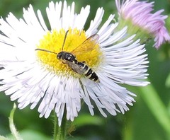Sapyga centrata