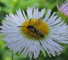 Sapyga centrata