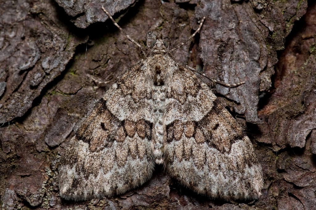 Thera variata