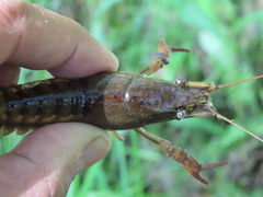 Procambarus acutus