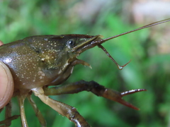 Procambarus acutus