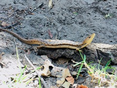 Gerrhonotus liocephalus