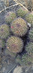 Mammillaria karwinskiana karwinskiana