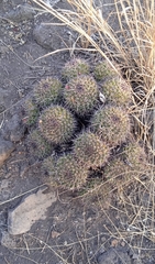 Mammillaria karwinskiana karwinskiana