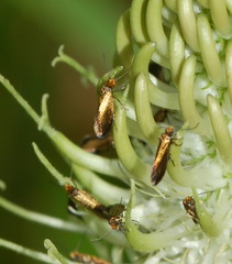 Micropterix calthella