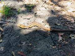 Gerrhonotus liocephalus