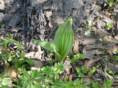Himantoglossum hircinum