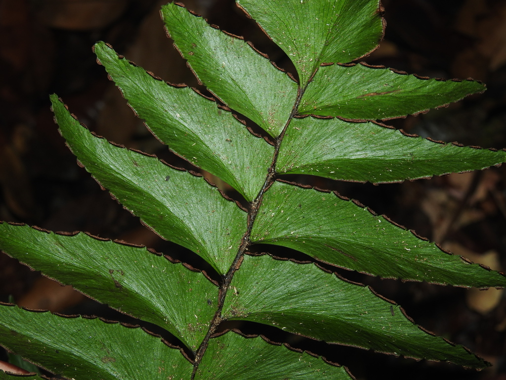 Maidenhair fern
