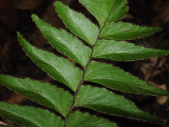 Adiantum obliquum