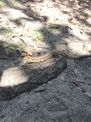 Gerrhonotus liocephalus