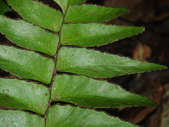 Adiantum obliquum