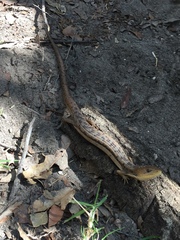 Gerrhonotus liocephalus