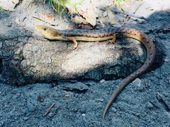 Gerrhonotus liocephalus