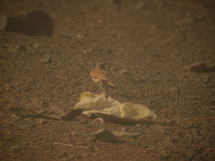 Ammomanes cinctura