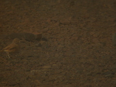 Ammomanes cinctura