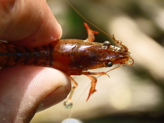 Procambarus acutus