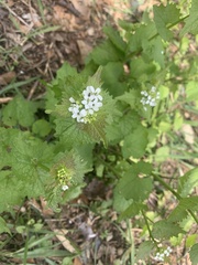 Alliaria petiolata