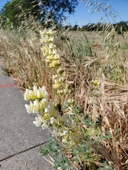 Lupinus densiflorus
