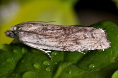 Eucosma wimmerana