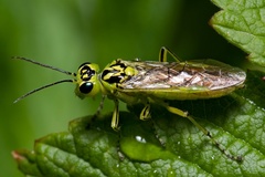 Rhogogaster chlorosoma