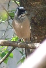 Garrulus lanceolatus