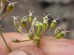 Perideridia californica