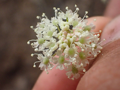 Perideridia californica