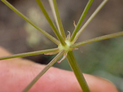 Perideridia californica