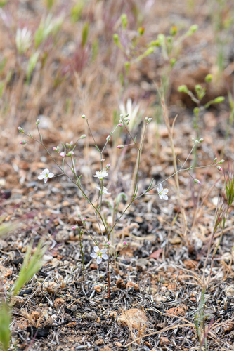 Coast Range dwarf flax (Hesperolinon disjunctum)