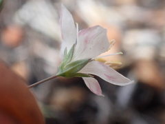 Hesperolinon disjunctum