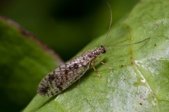 Micromus variegatus