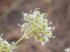 Perideridia californica