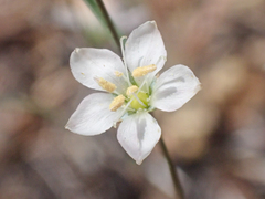 Hesperolinon disjunctum