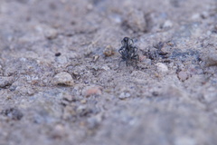 Archarius salicivorus