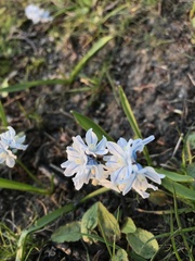 Puschkinia