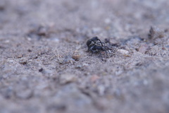 Archarius salicivorus