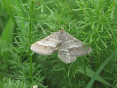 Isturgia murinaria