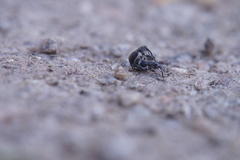 Archarius salicivorus