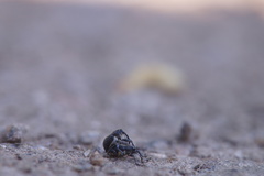 Archarius salicivorus