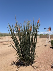 Fouquieriaceae